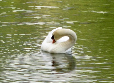 Swan Lake