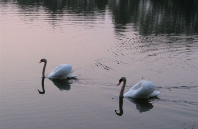 Swans at Mill Retreat Centre