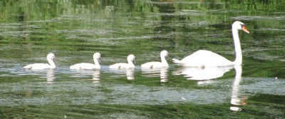 Swan Lake