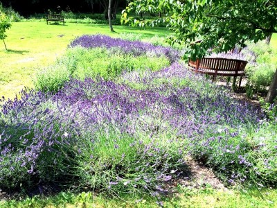 Lavender Garden
